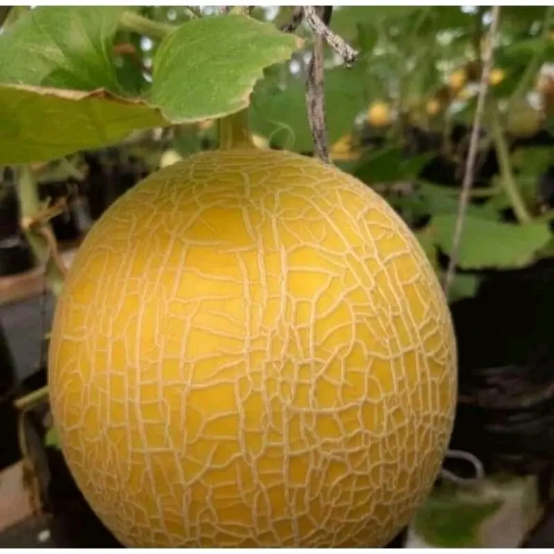 100 BENIH MELON INTHANON GOLDEN SUPER UNGGUL 1