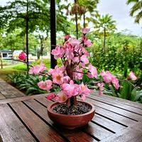 Gambar pohon sakura pohon Imlek bunga imlek gong xi bunga meihua tahun baru cina pohon meihua angpao - 30cm, pohon sakura 40cm dari Gaby Bella Florist Kota Administrasi Jakarta Selatan 1 Tokopedia