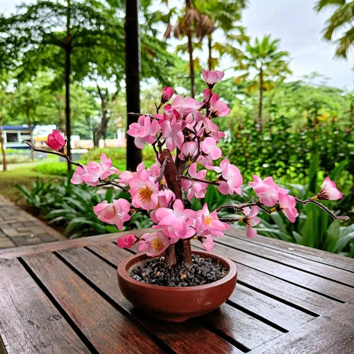 Gambar pohon sakura pohon Imlek bunga imlek gong xi bunga meihua tahun baru cina pohon meihua angpao - 30cm, pohon sakura 40cm dari Gaby Bella Florist Kota Administrasi Jakarta Selatan Tokopedia