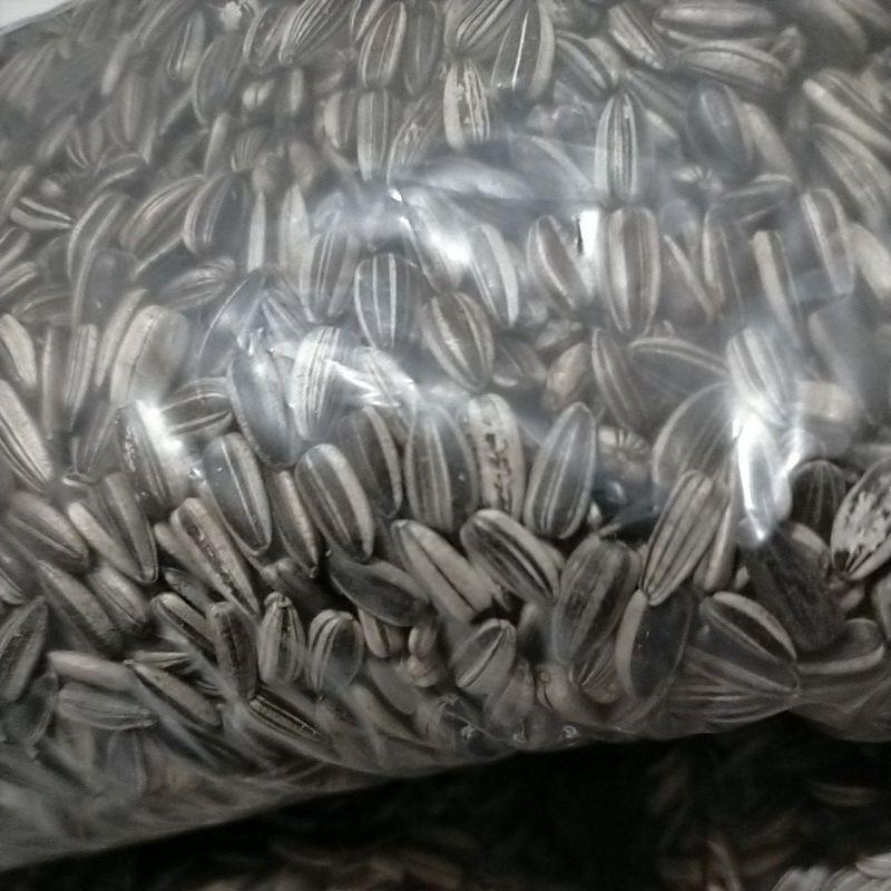 biji kuaci 500gram untuk makanan hamster dan burung 1