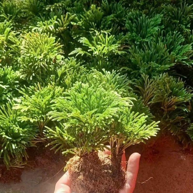 Trường Sinh Thảo Trồng Bonsai,Hòn Non Bộ,Tiểu Cảnh Sân Vườn,Bàn Làm Việc,Hồ Cá Koi …. 8
