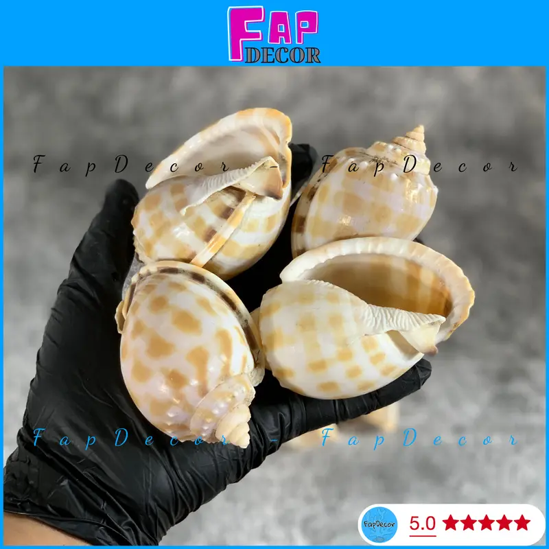 VỎ ỐC TỎI HỌA TIẾT CARÔ TRANG TRÍ BỂ CÁ THỦY SINH ỐC MƯỢN HỒN LÀM ĐỒ LƯU NIỆM, HAMDMADE RẺ ĐẸP - FAPDECOR 0