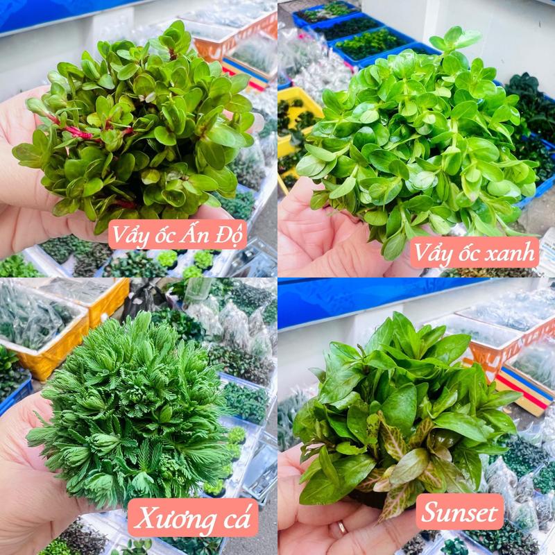 Cây thuỷ sinh gắn giá thể sẳn, La hán xanh gắn giá thể sẳn, cây thủy sinh không co2, không đất nền  thuỷ sinh bể cá