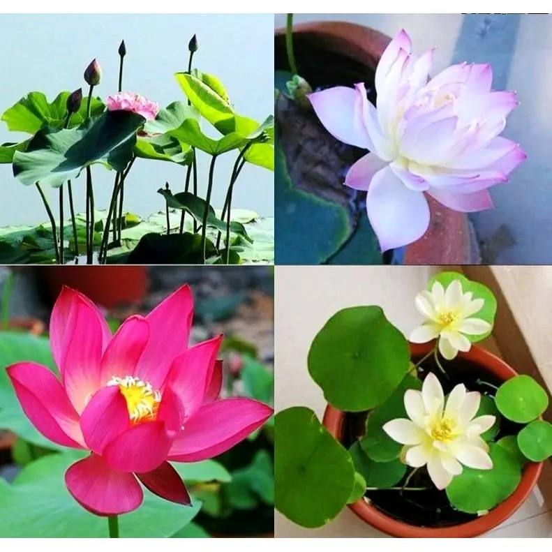 10 cây sen mini giống cây đã ra rễ mầm lá; đủ màu hoa cánh đơn