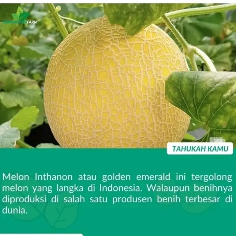 100 BENIH MELON INTHANON GOLDEN SUPER UNGGUL 3