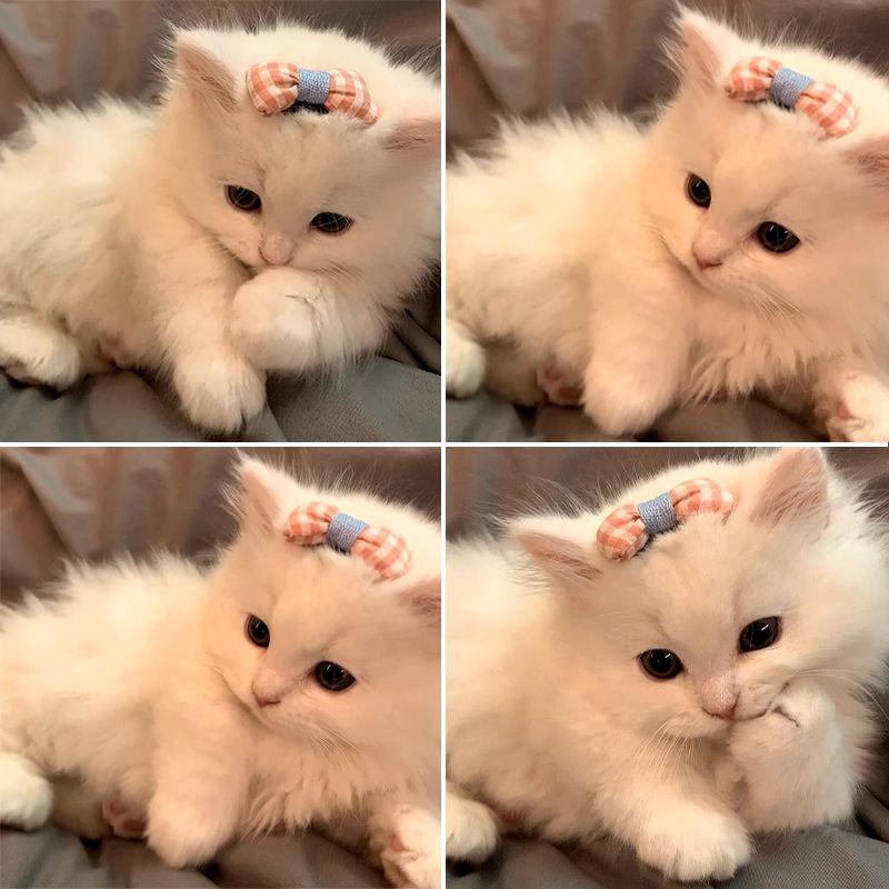Product Introduction of Cat Headdress Small Hairclip Ornament Bow Cute Little Clip Dog/Cat Pet Hairpin BB Clip Decorations 5