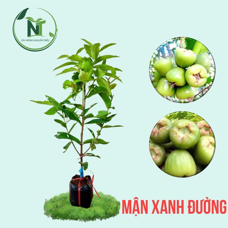 Cây Giống Mận Xanh Đường Sóc Trăng Cây Chui Cành Trái Ăn Giòn Ngọt Trái Nhiều Quanh Năm