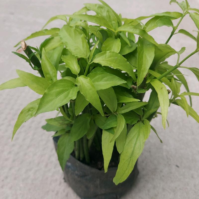 Cây xương khỉ (cây bìm bịp) giống, cây giống trồng bằng thân. Chậu 15-20 cây, cây dễ sống, dễ phát triển, dễ chăm sóc. 6