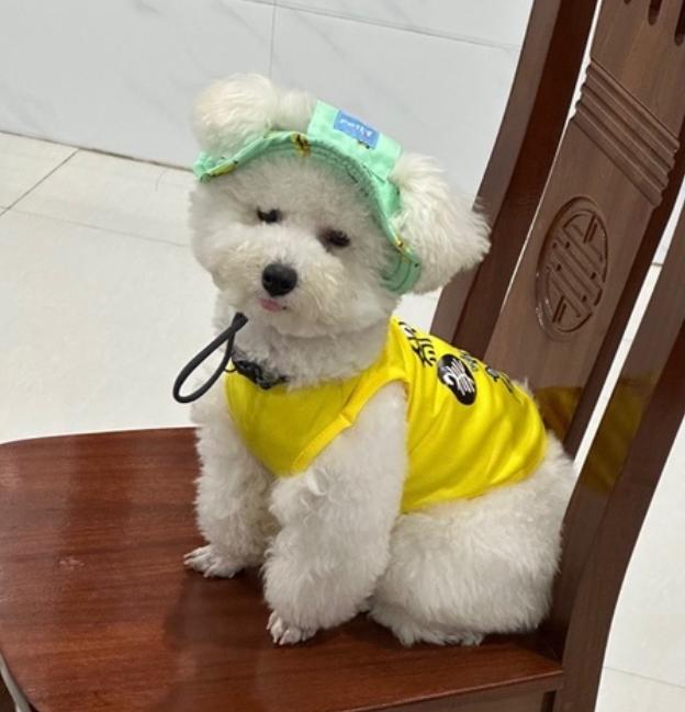 Nón Tai Bèo Che Nắng Cho Thú Cưng - Mũ Tai Bèo Đi Du Lịch 2