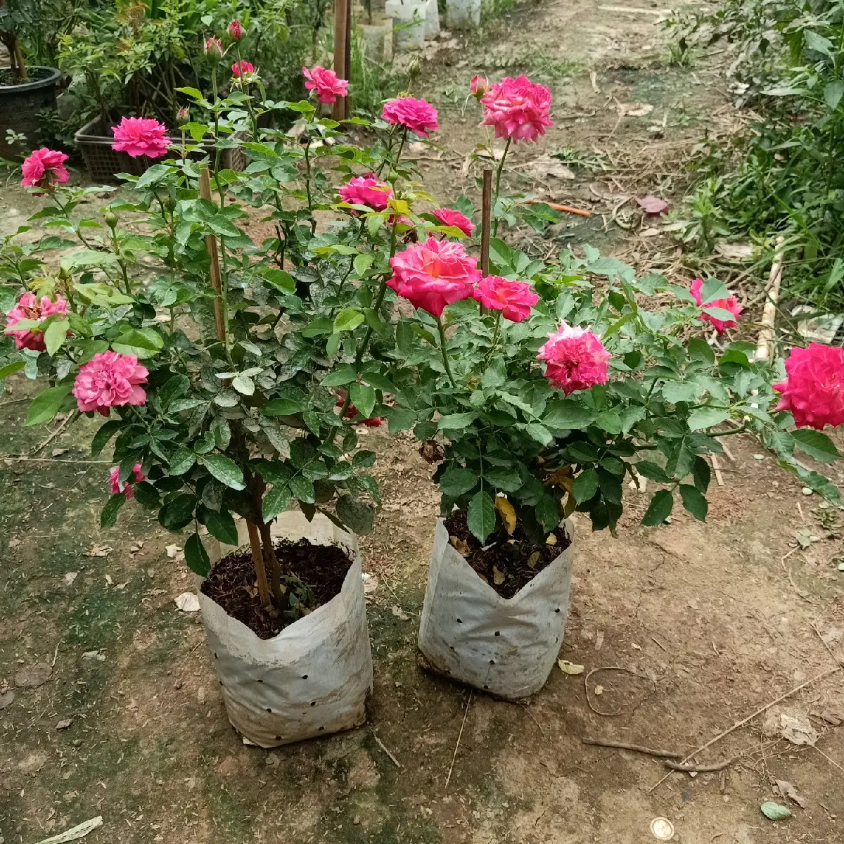 กุหลาบถุงขาว 2 ต้นเลือกได้ในไลฟ์สด