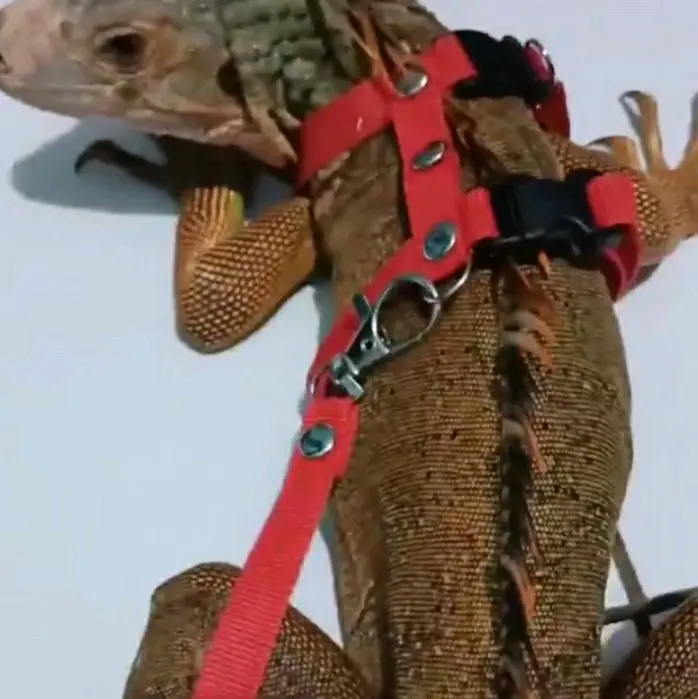 harnes H iguana tali tuntun