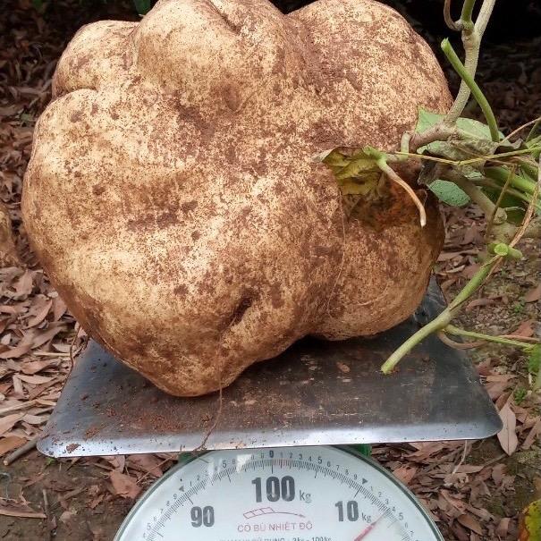 Hạt giống củ đậu khổng lồ