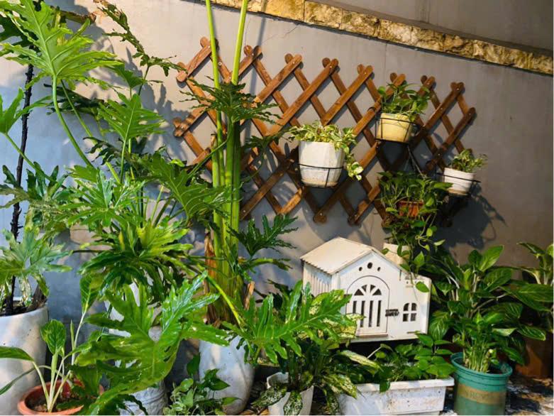 [Cao Cấp] Khung giàn gỗ treo cây ban công, Giàn leo hoa hồng gỗ KT 140x 60 cm Goodwood - Gỗ keo tự nhiên, chống mối mọt, ẩm mốc 9