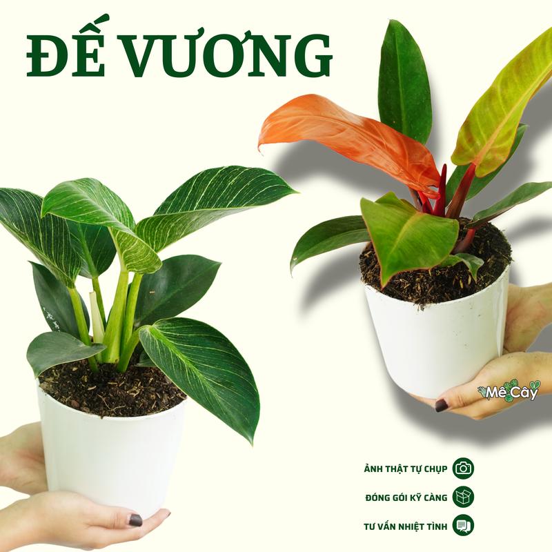 các cây Trầu Bà Đế Vương - trang trí văn phòng, decor trong nhà