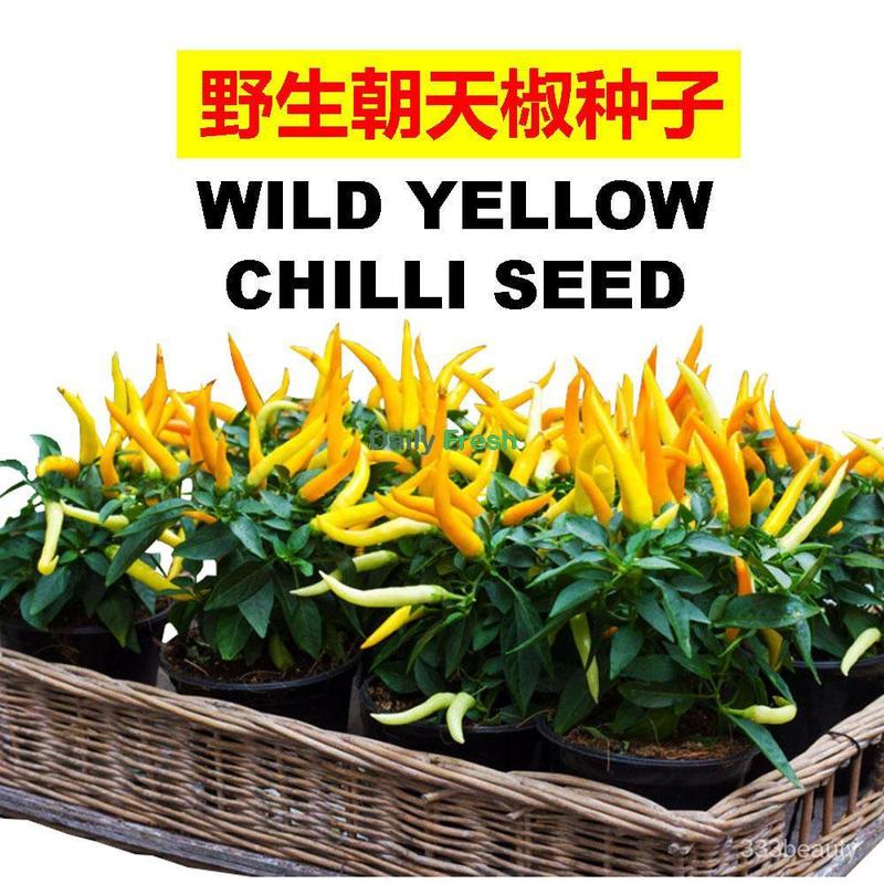 SG Stock Chilli seed chilli seed/pepper seed/sweet capsicum/green cayenne pepper seed decoration chilli seed 1