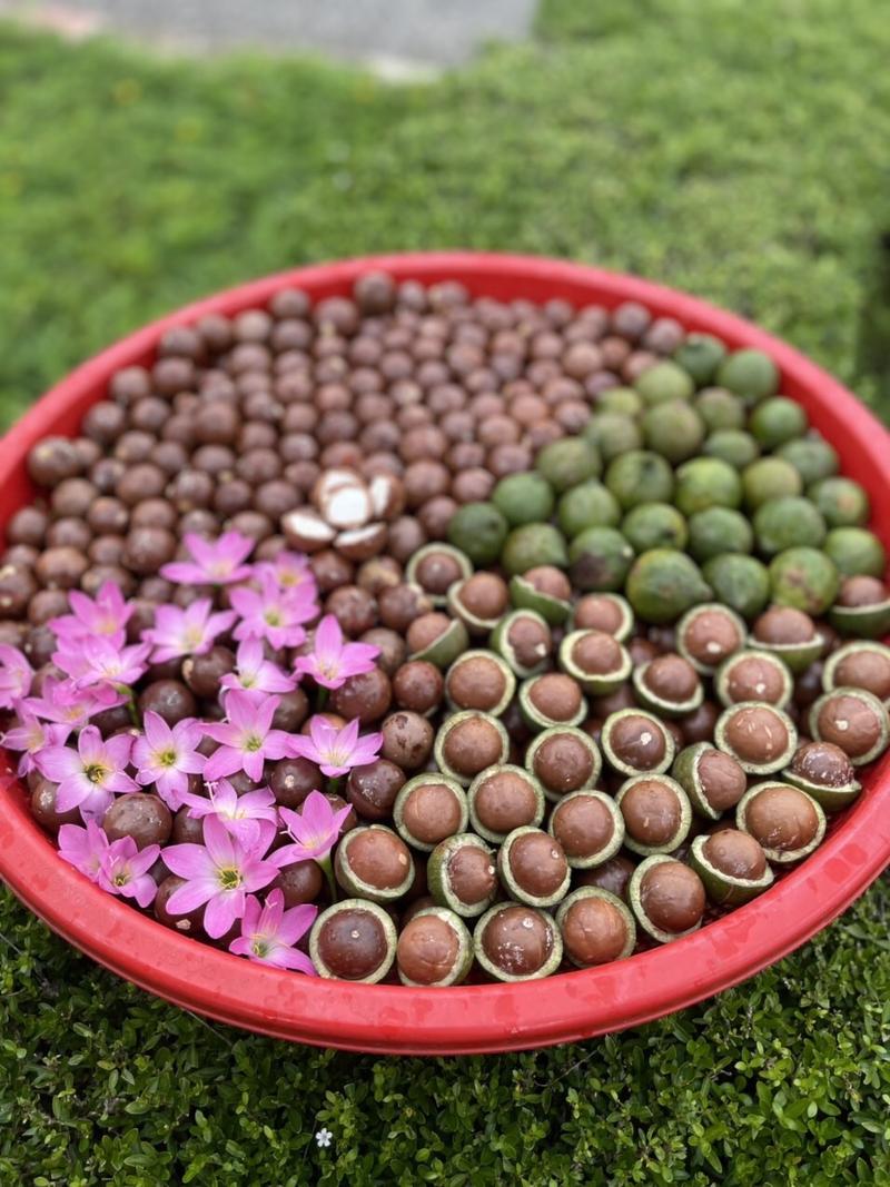 Product Introduction of 1kg HẠT MACCA SIZE ĐẠI ViP[ Sấy Nứt Vỏ Nguyên Hạt ] Ít chất béo Snack Ăn Vặt Food Nuts 2