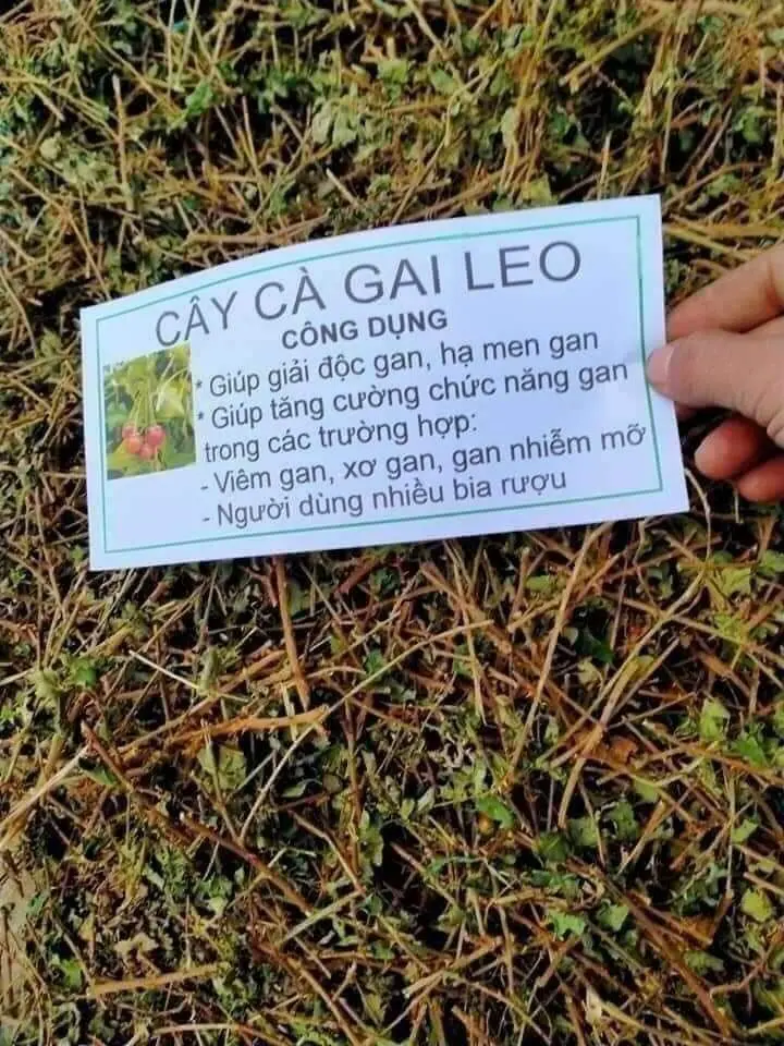 Cà gai leo khô sạch thơm chuyên cho người b.ị g.a.n