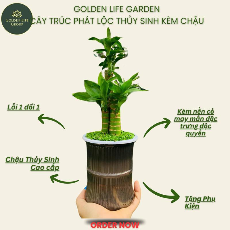 Cây Trúc Phát Tài thuỷ sinh trưng bàn làm việc tặng kèm dung dịch thuỷ sinh decor nhà cửa