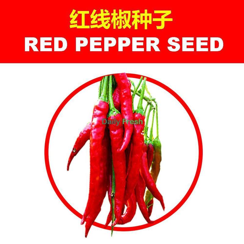 SG Stock Chilli seed chilli seed/pepper seed/sweet capsicum/green cayenne pepper seed decoration chilli seed 8