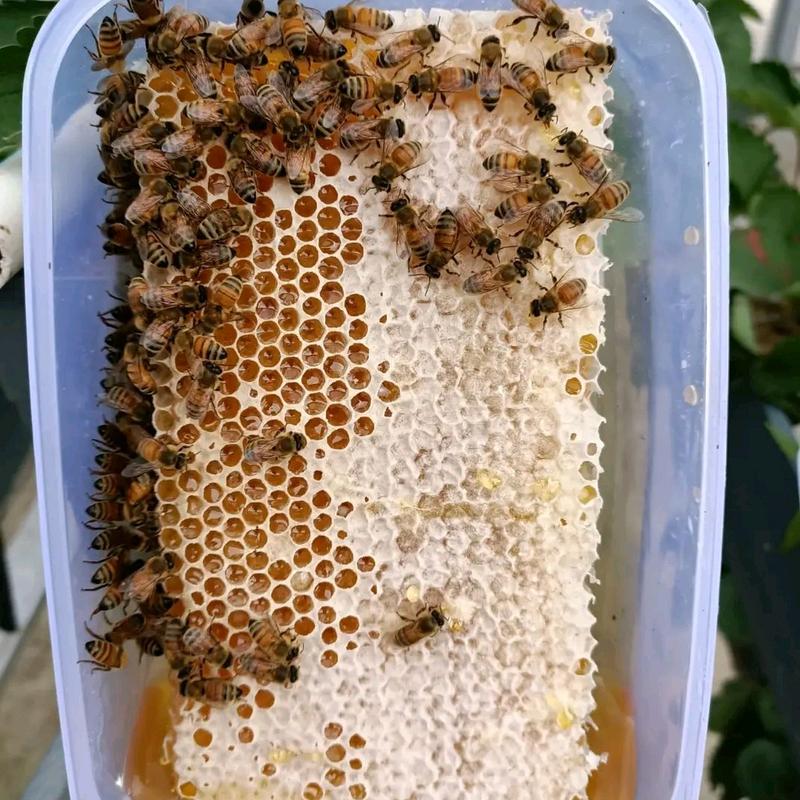 madu sarang asli lebah honeycomb 5