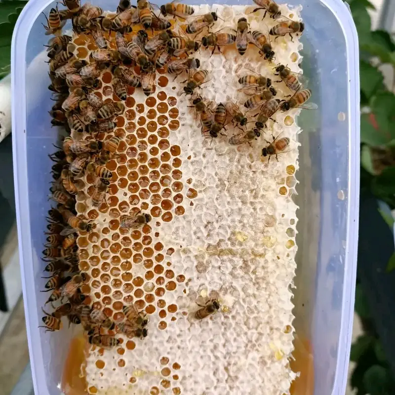 madu sarang asli lebah honeycomb 5
