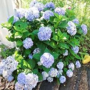 50 Granos Semillas de Hortensia Estrella Azul Fácil de Cuidar Flores Vibrantes Larga Floración Ideal para Hogar y Exterior