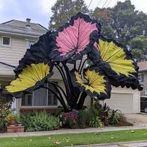 500 granos Semillas de Oreja de Elefante Multicolor Variedad E1 Hojas Aterciopeladas Planta de Sombra Tropical Fácil Cultivo Ideal para Decoración de Jardín Tropical y Balcón Sombreado