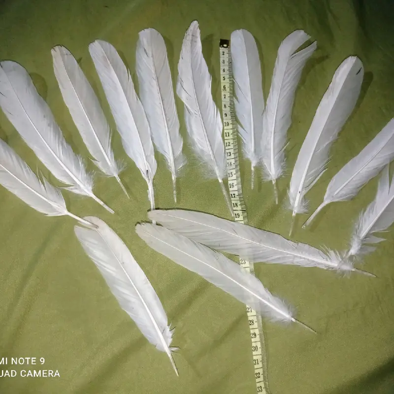 bulu ayam putih 100 pcs 0