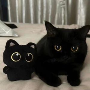 猫デザインのぬいぐるみ、1個入り。かわいい猫のぬいぐるみキーホルダー、超やわらかくて抱き心地の良い猫のぬいぐるみ、かわいくて癒えるぬいぐるみ。ティーンエイジャーへの誕生日プレゼントに最適。