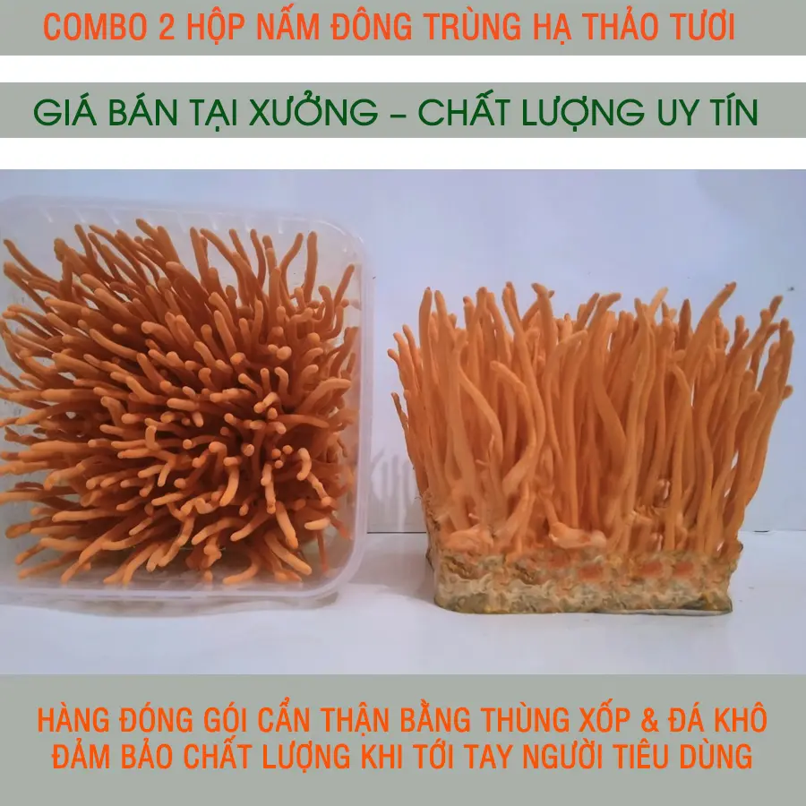 combo 2 hộp nấm Đông trùng hạ thảo tươi, nuôi trồng 70 ngày, trọng lượng 400g
