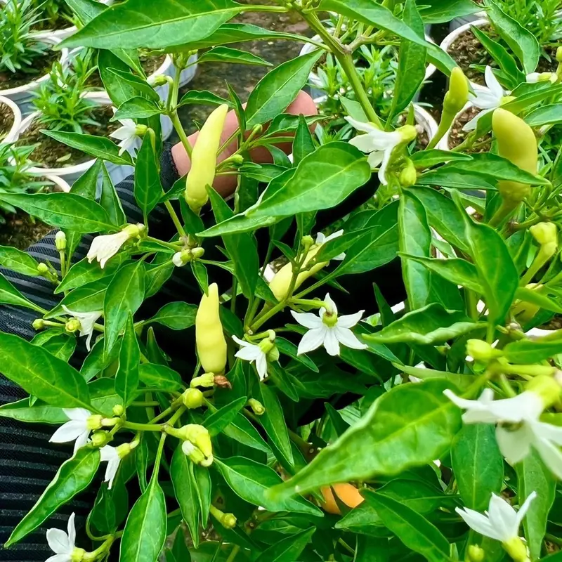 Hạt giống Ớt Xiêm Trắng SIERRA 442 (0.2gr - gói) trái nhỏ, năng suất cao, trồng quanh năm 8