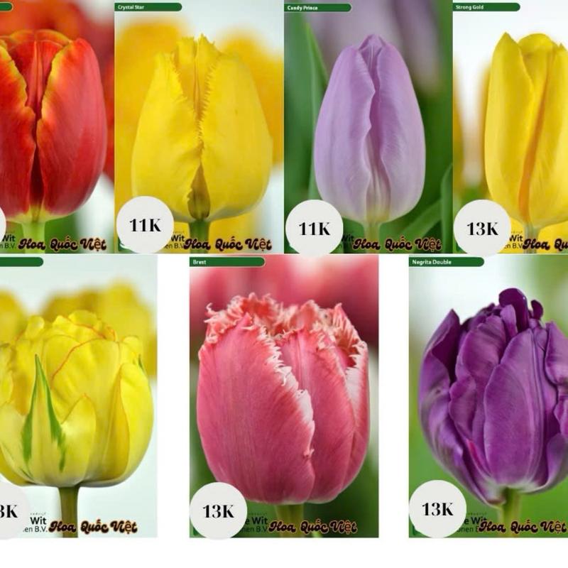 (QUÀ ĐỘC QUYỀN TRONG LIVE) Combo 5 củ tulip Hà Lan