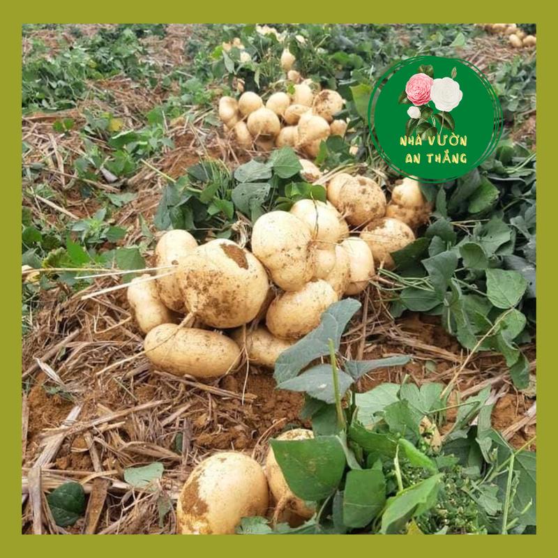 Hạt giống củ đậu - củ sắn to ngọt, năng suất cao [ Đang Khuyến Mãi ]