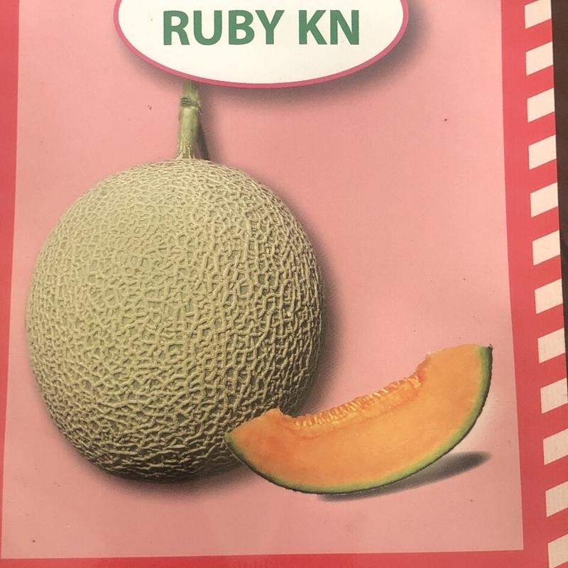 Hạt giống dưa lưới Ruby KN 0