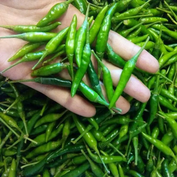 Hạt Giống Ớt Hiểm Xanh, Ớt Chỉ Thiên, Ớt Sừng Vàng - hat giống 4 mùa 5