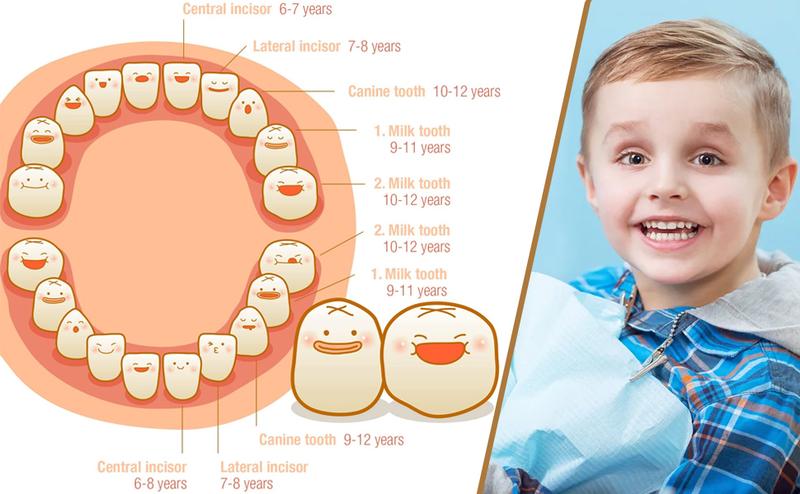 Product Introduction of Wooden Baby Teeth Storage Box Teeth Wooden Box Umbilical Cord Tooth Collection Box Infant And Toddler Souvenir Box 18