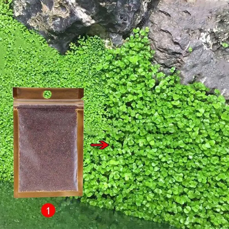 AShop Bibit Rumput Air Dekorasi Aquarium Landscape Ornament 10g 8