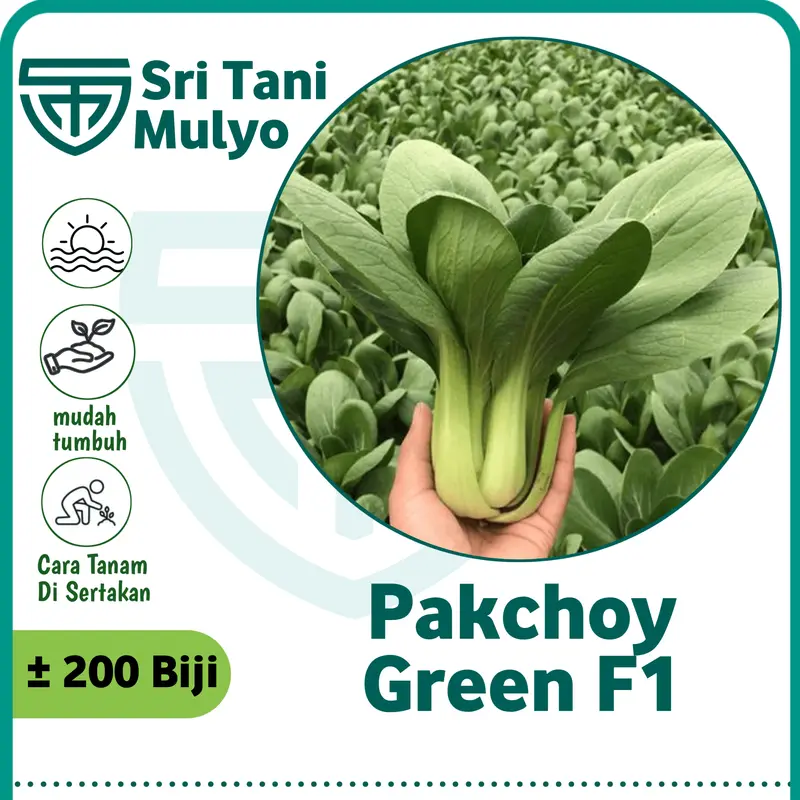 200 benih / biji sawi sendok pak choi bibit sayuran pakchoy Nauli Cabbage bisa hidroponik Bibit Sayuran Benih Sayuran Seribuan 0