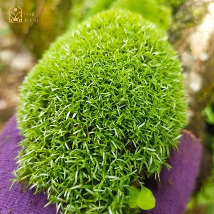 [Heal Terra] Rêu cỏ siêu bền, thích hợp trang trí tiểu cảnh terrarium