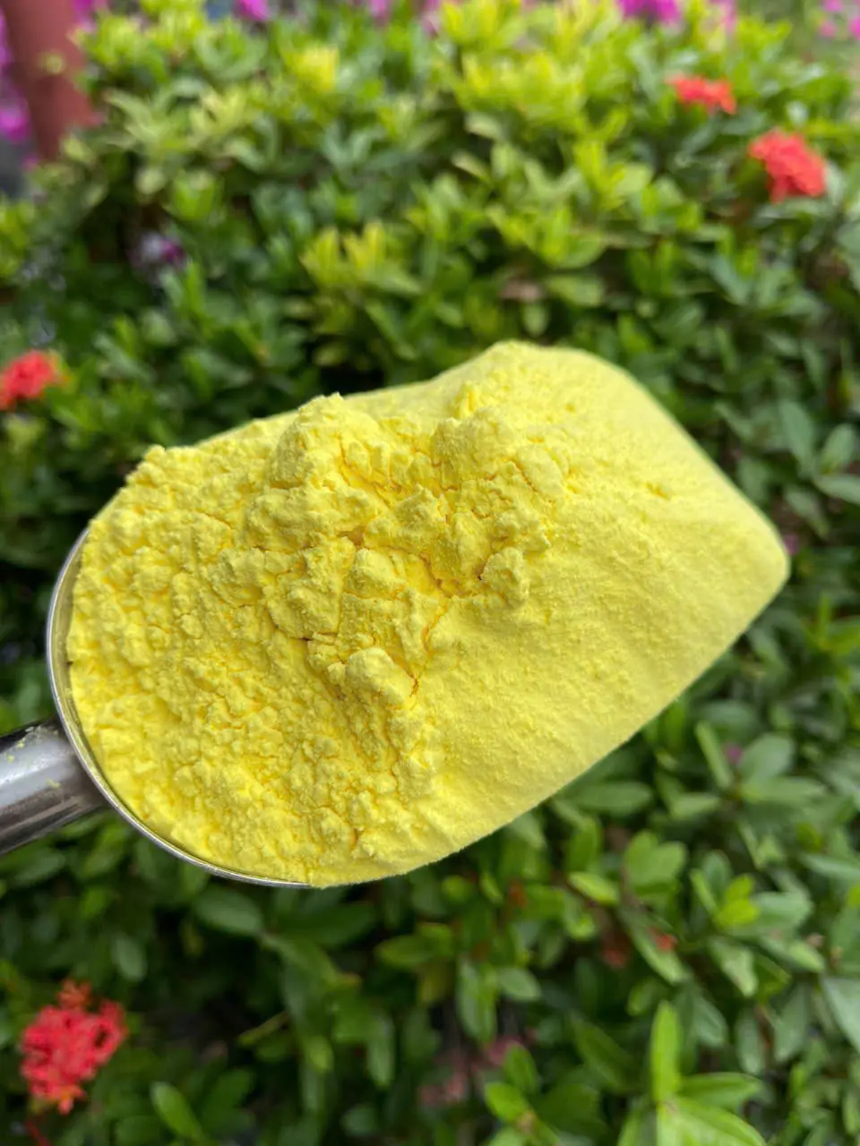 Tinh Bột Nghệ Đỏ | Tinh Nghệ Nếp Đỏ (Lọ 500g)