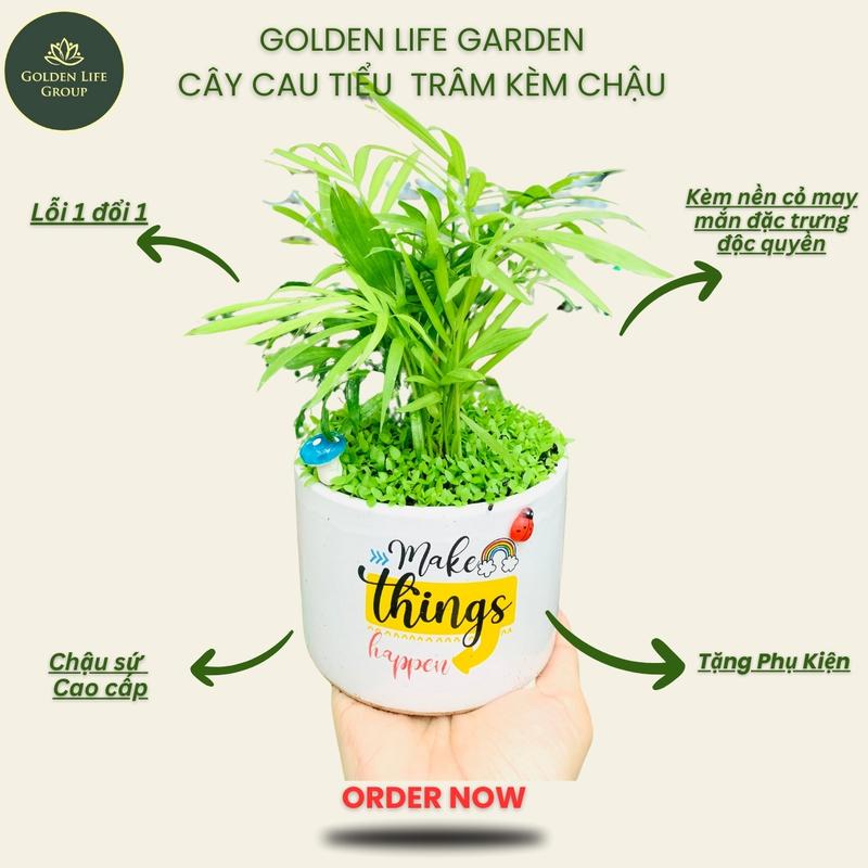 Cây Cau Tiểu Trâm Trang Trí Chậu Kèm Chậu Decor Phòng Trang Trí Nhà Cây Kiểng Để Bàn Golden Life - Cây Kiểng Trong Nhà