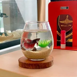 AKUARIUM MINI BULAT AESTHETIC / TANK CUPANG / AQUARIUM GUPPY / AQUASCAPE UNIK