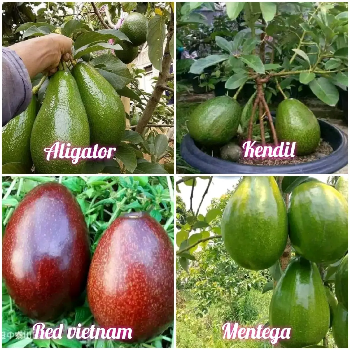 benih bibit ALPUKAT super