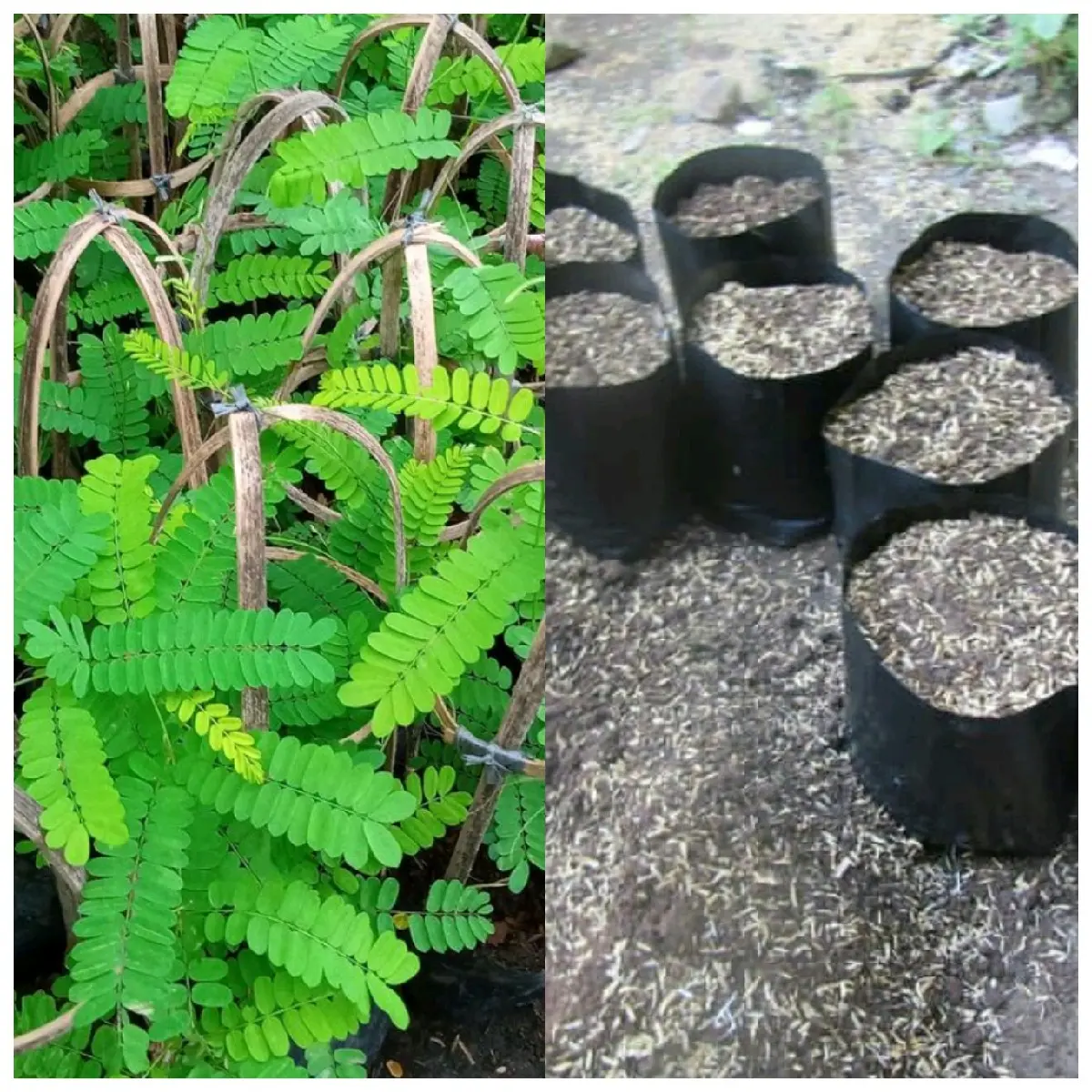 Polybag Tanaman daun saga ( pohon saga ) Hijau