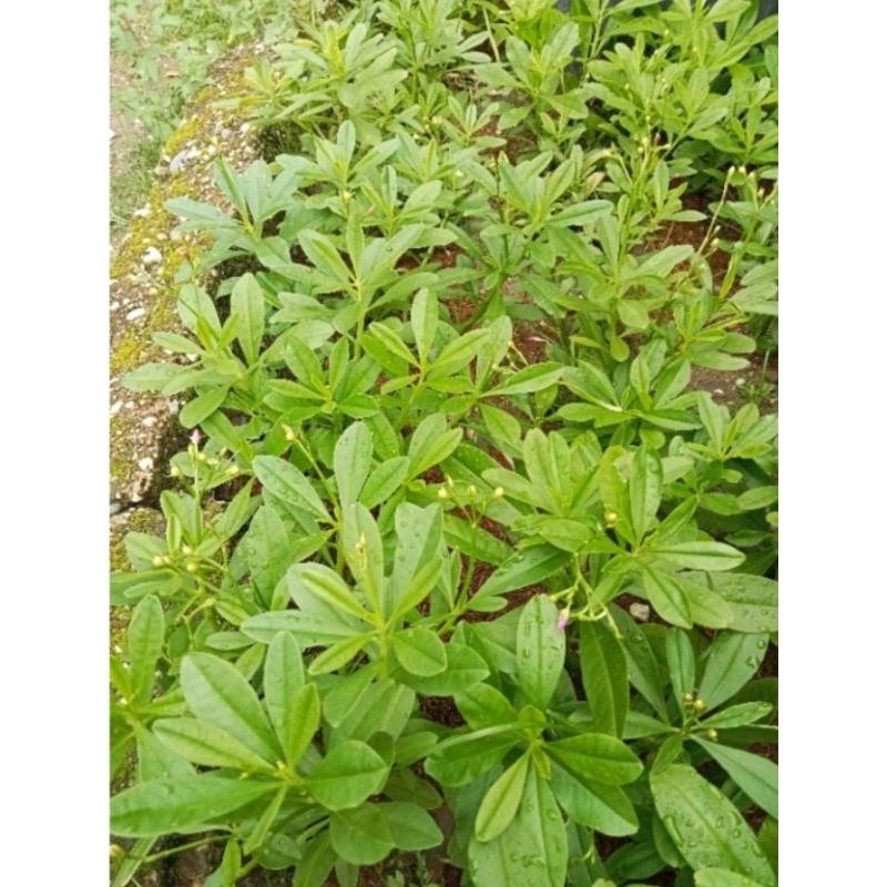 Bibit Benih Ginseng Jawa Talinum Paniculatum Som Jawa Varigata Tanaman Herbal  ( Isi 50 Biji ) 3