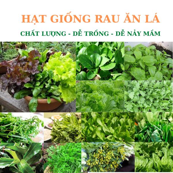 Hạt giống rau ăn lá các loại dễ trồng nảy mầm tốt