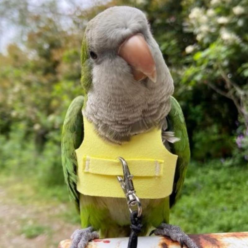 Product Introduction of Training Anti-Bite Bird Flight Harness Vest with Rope and Handle Outdoor Activities Bird Flying Clothes Leash Parrot 18