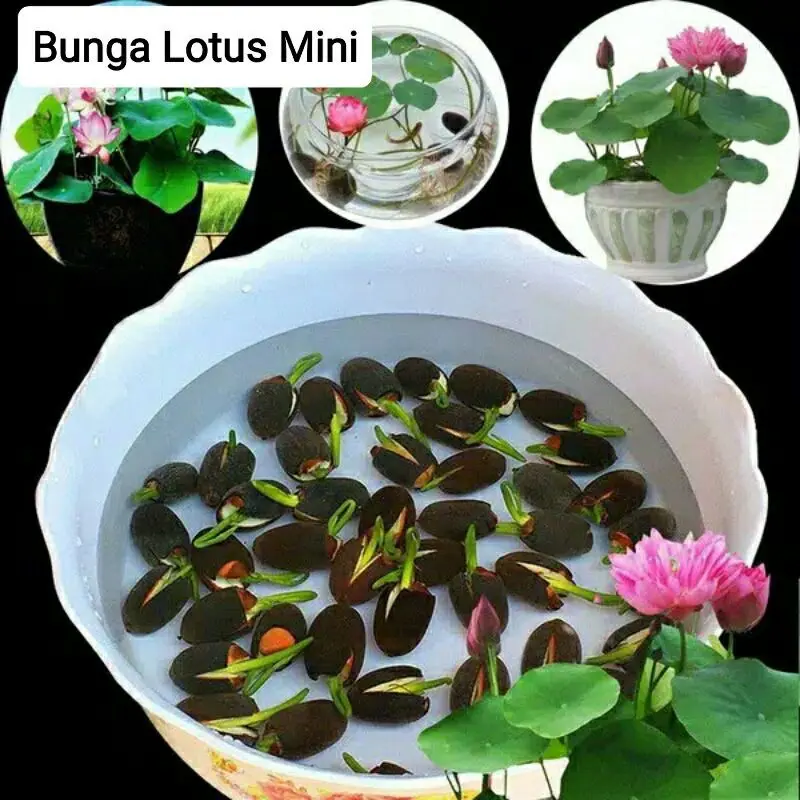 Benih Biji Lotus Bonsai Warna Random 3 Butir - Tanaman Air Tahunan - Pupuk, Tumbuhan, Bunga, Hitam, Teratai