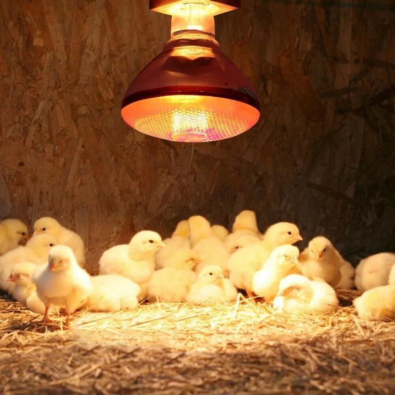Product Introduction of 250W Poultry Infrared Heat Lamp Waterproof Anti-Explosion Thickened Light Bulbs ​ For Piglet Chicken Duck Birds E27 Heating Lamp 15