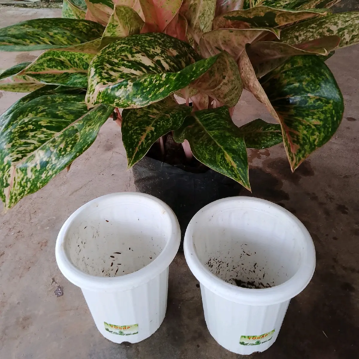 pot Yogap (bigroy rumpun)